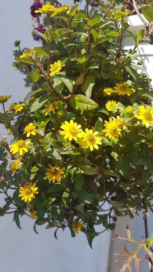 Sanvitalia procumbens fruit