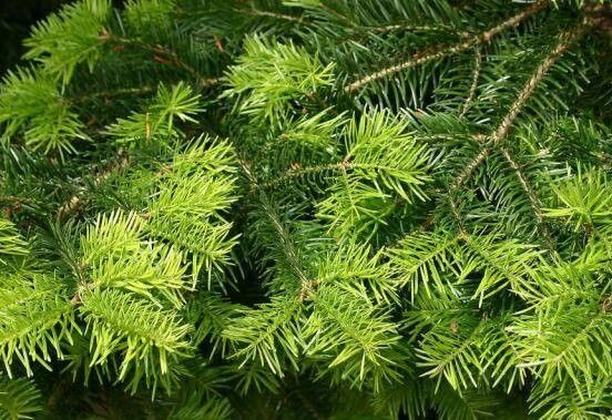 Abies × borisii-regis — houseplant care guide