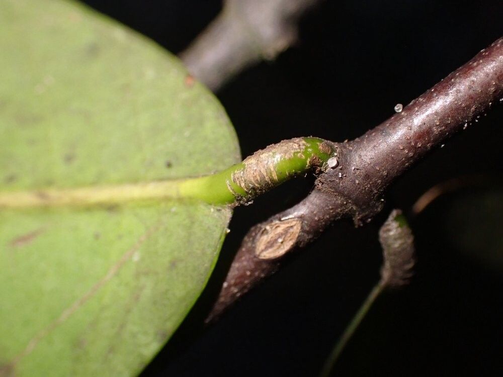 Landolphia ligustrifolia — houseplant care guide