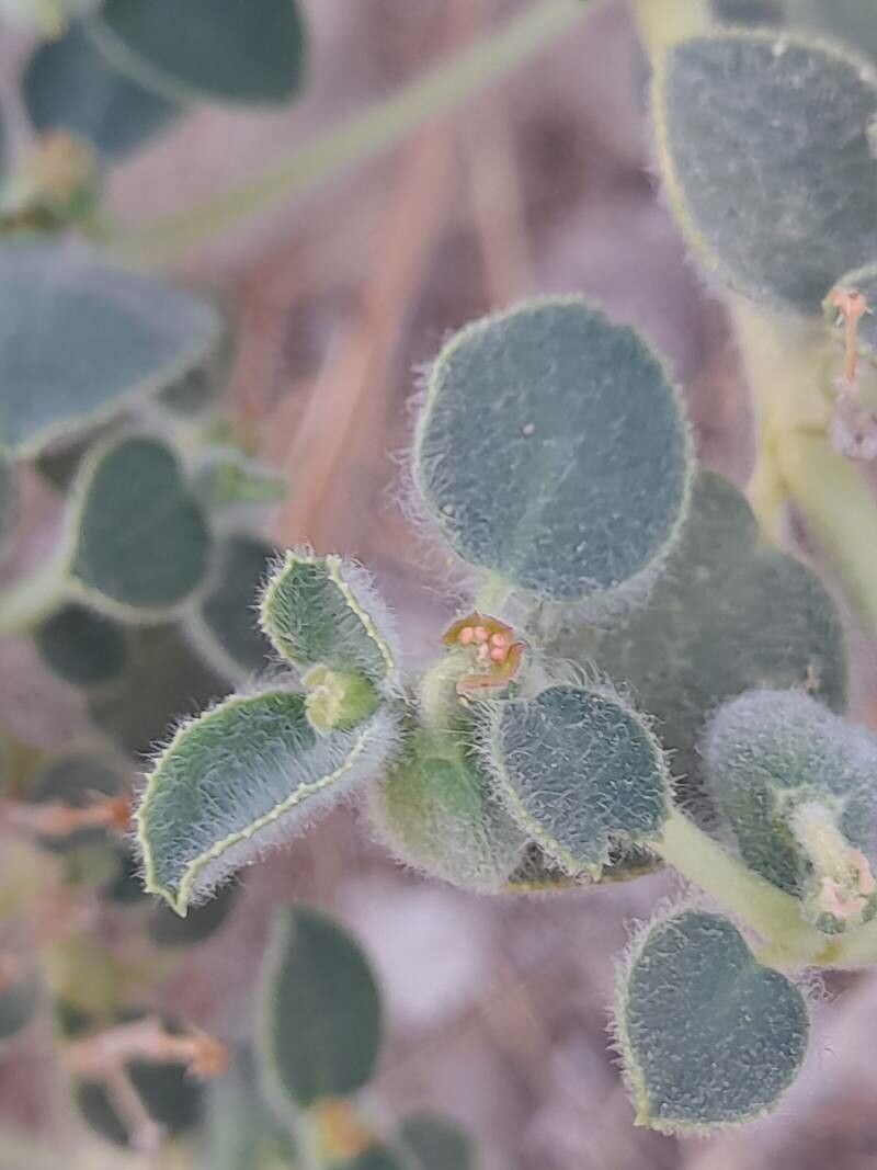 Euphorbia petiolata flower