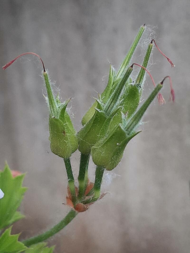 Pelargonium x hybridum fruit