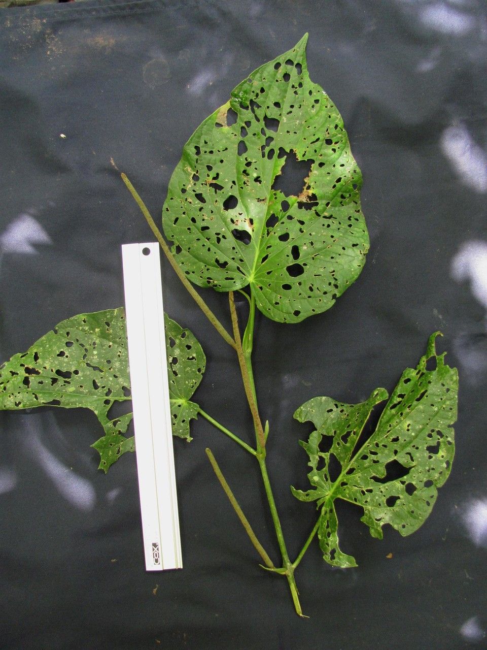 Piper vallicola other