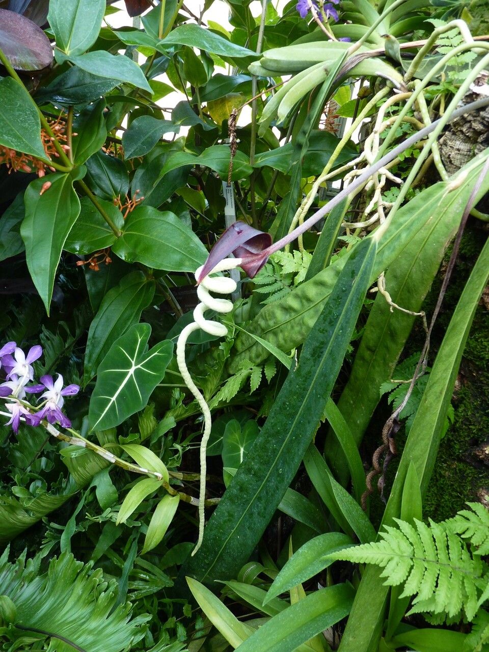 Anthurium wendlingeri other