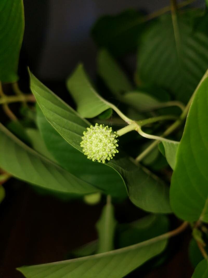 Mitragyna speciosa flower
