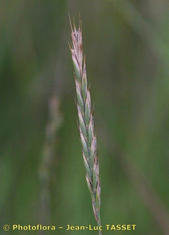 Thinopyrum × duvalii flower