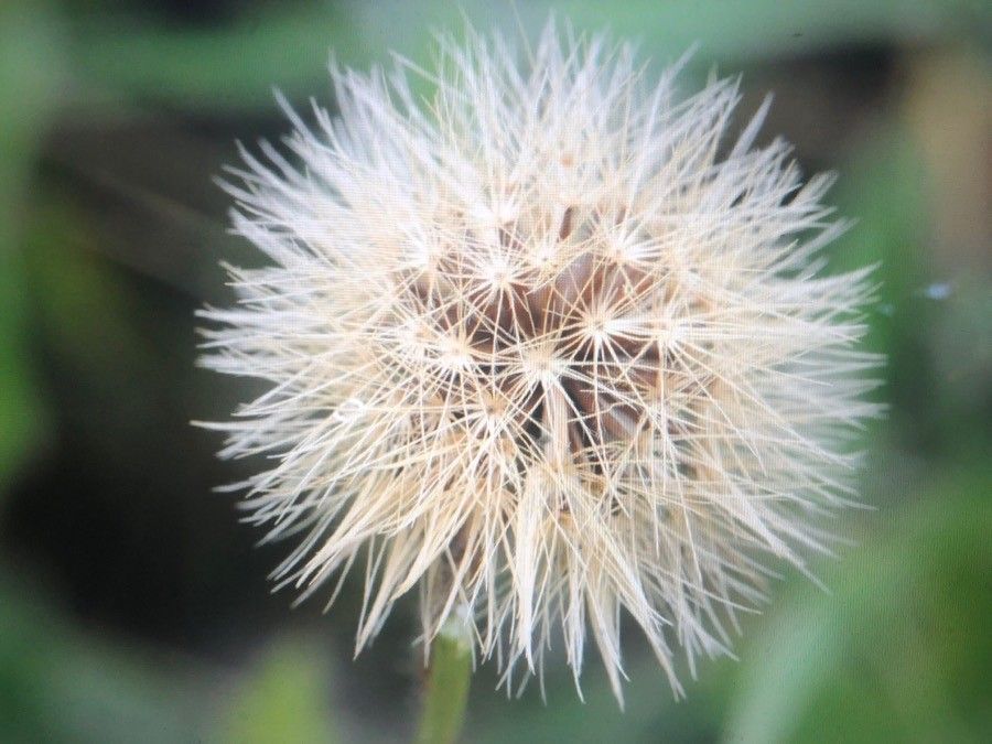 Leontodon tuberosus fruit