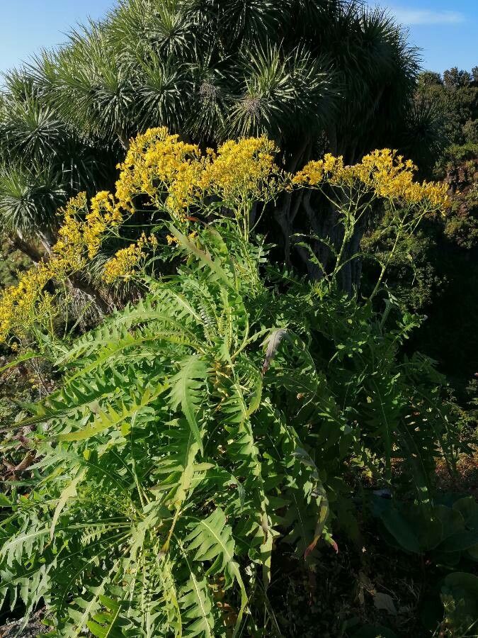 Sonchus palmensis — search result for 'Sonchus'