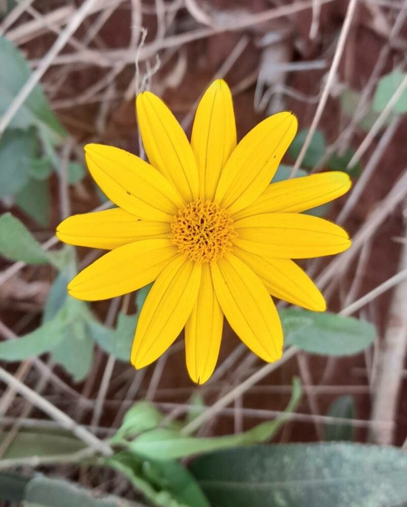 Wedelia montevidensis flower