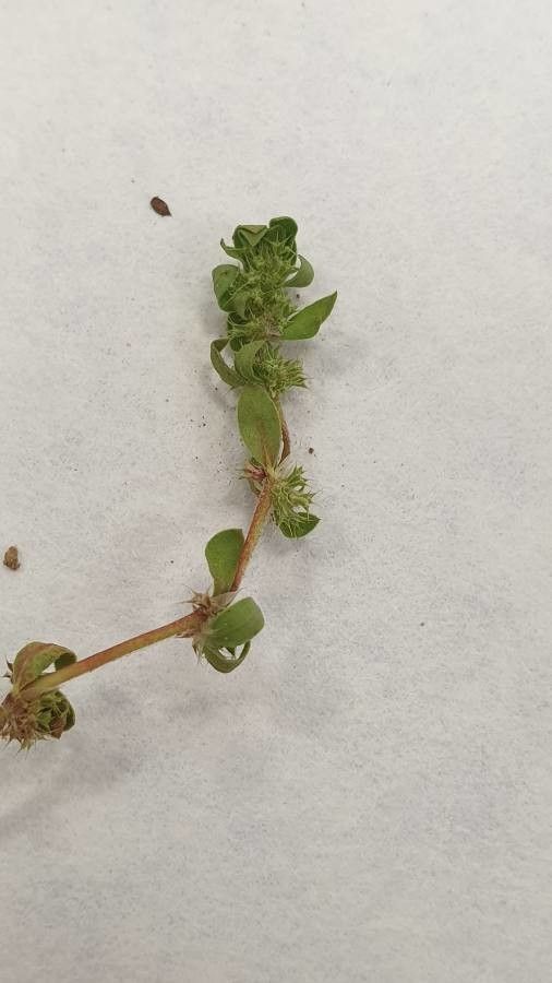 Paronychia echinulata leaf