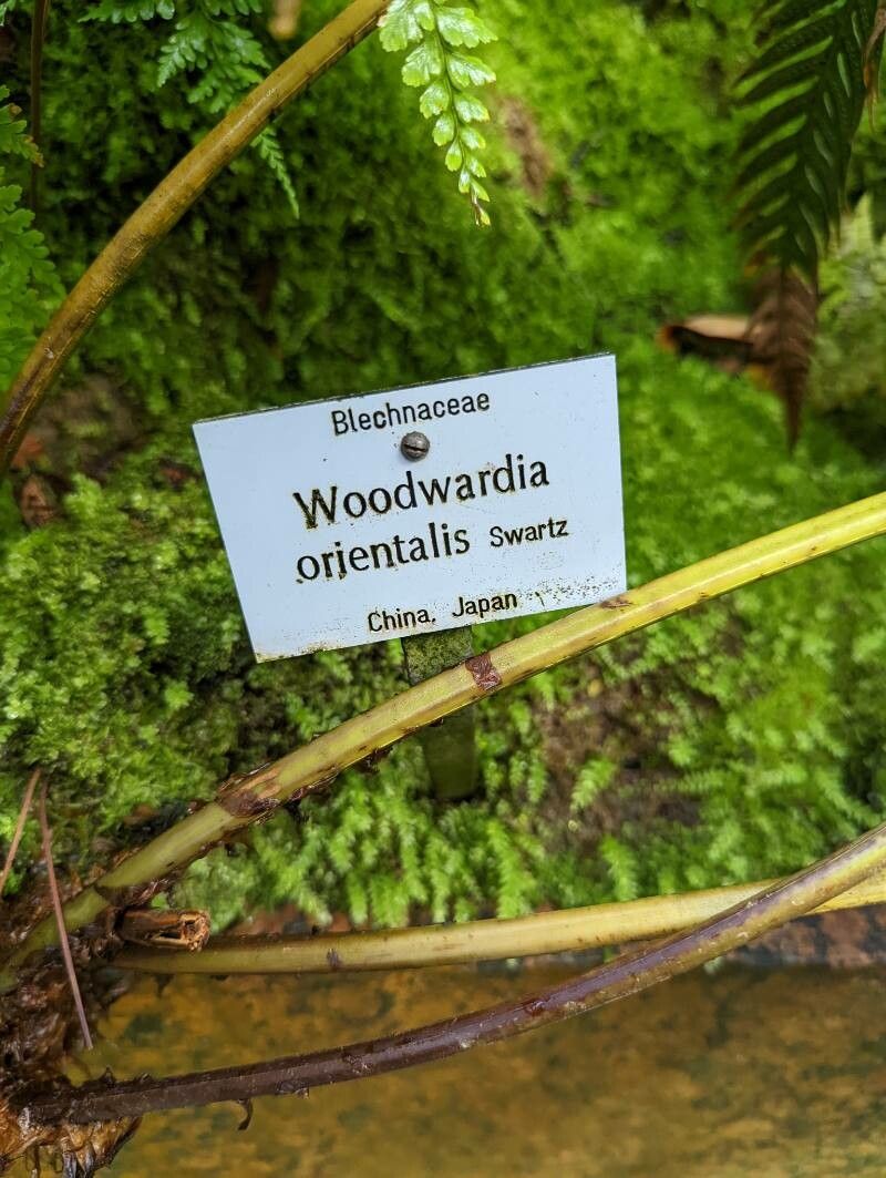 Woodwardia orientalis other