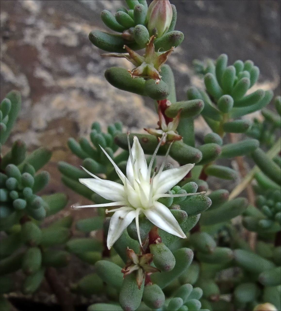 Sedum havardii — houseplant care guide