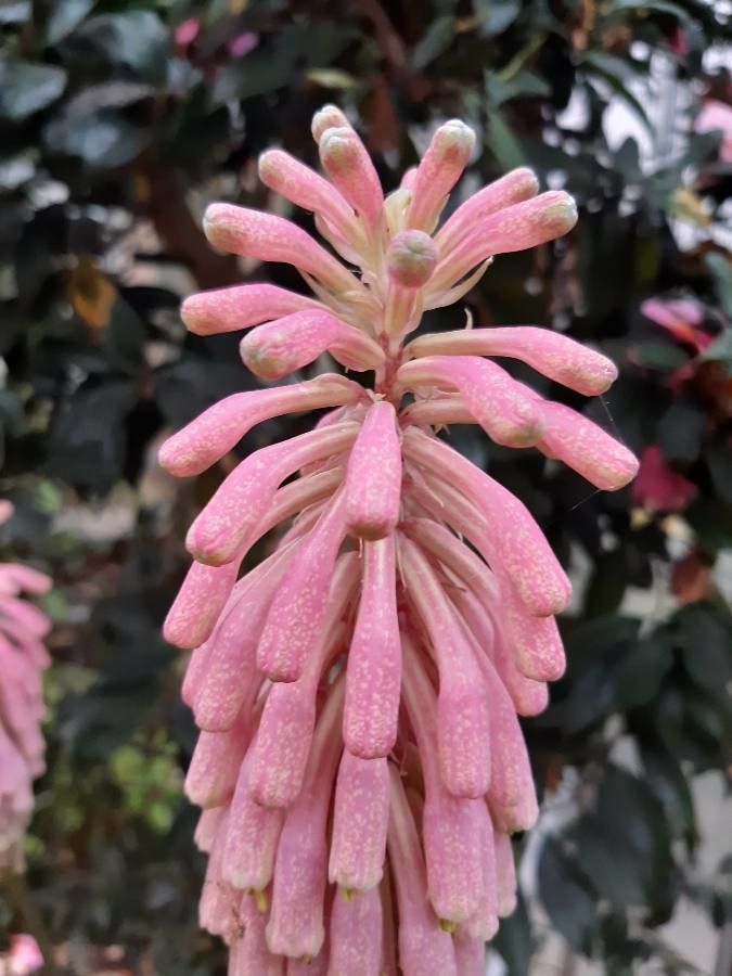 Veltheimia capensis flower