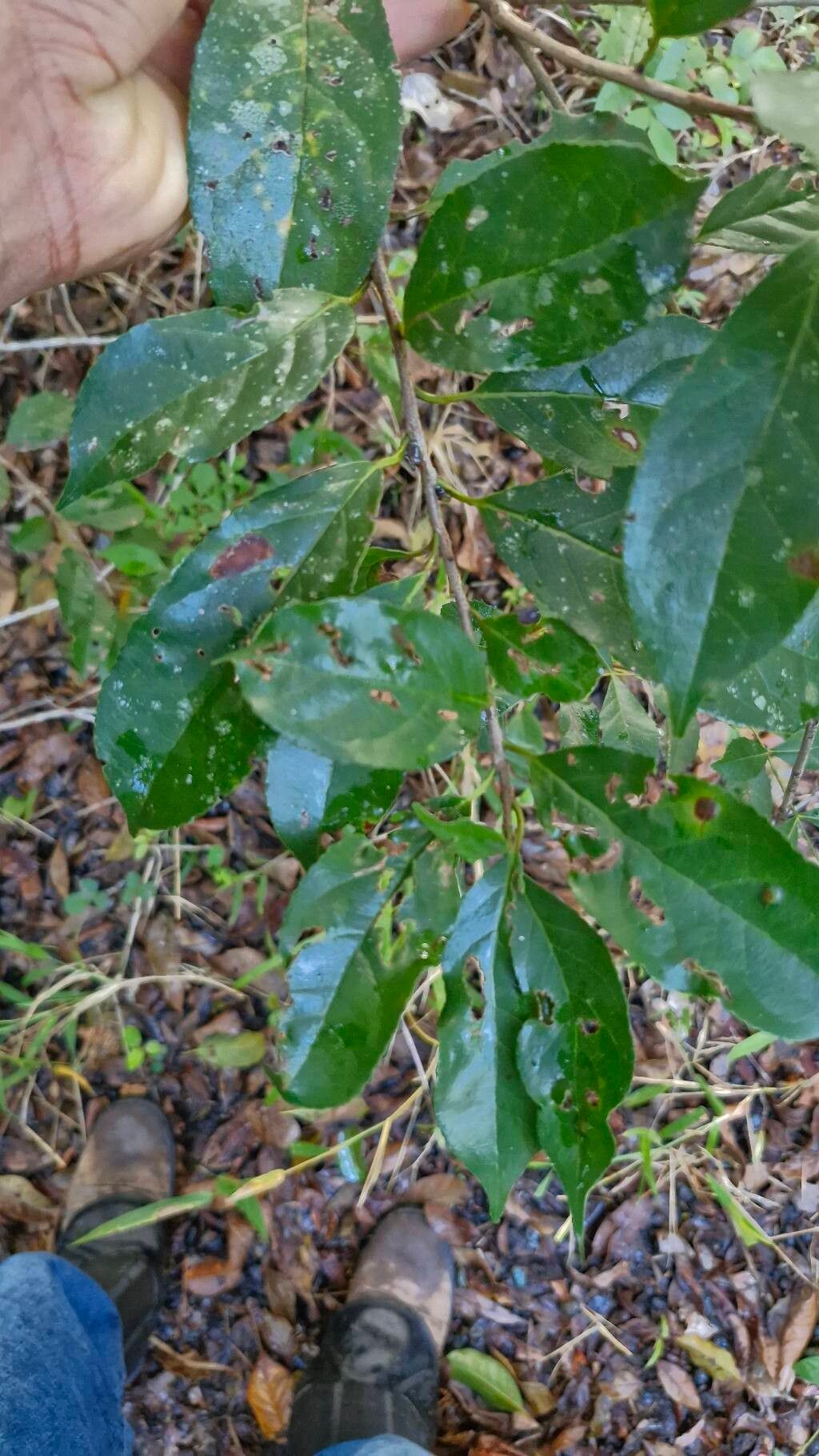 Symplocos nitens — houseplant care guide