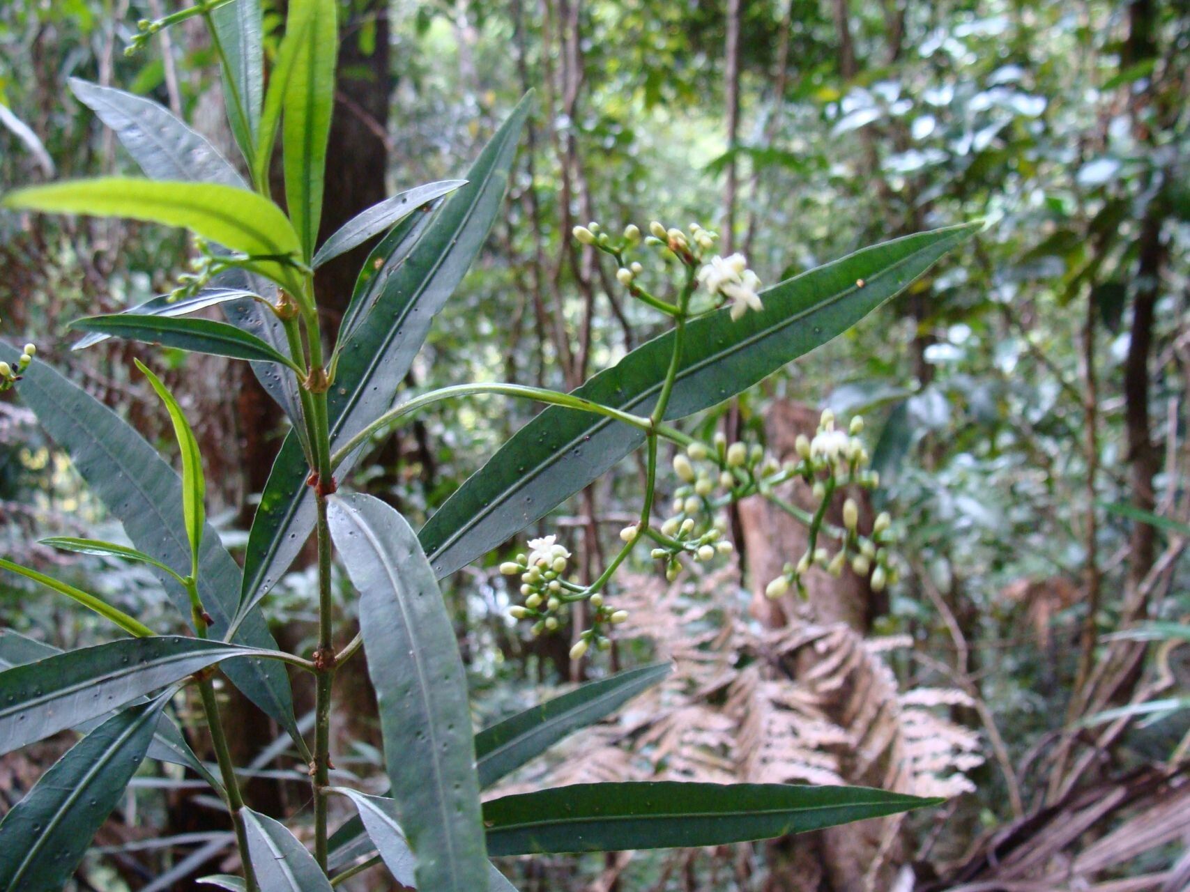 Psychotria papantlensis — houseplant care guide