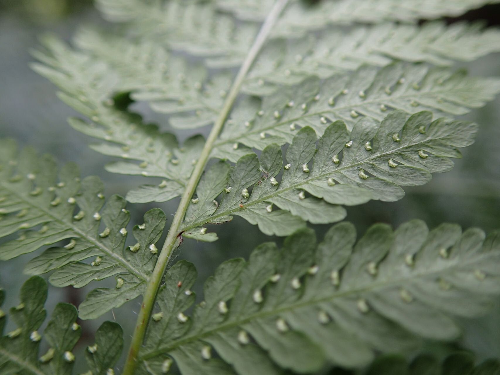 Hypolepis elegans leaf