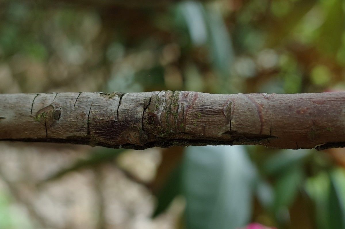 Rhododendron galactinum bark