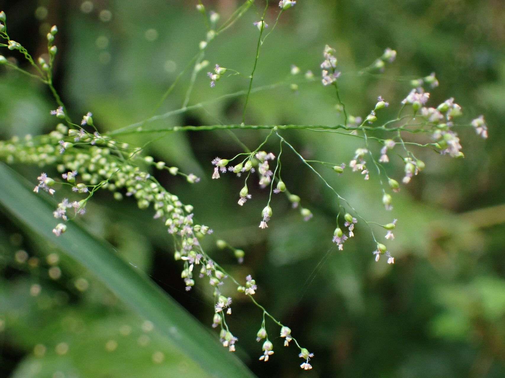 Isachne albens flower