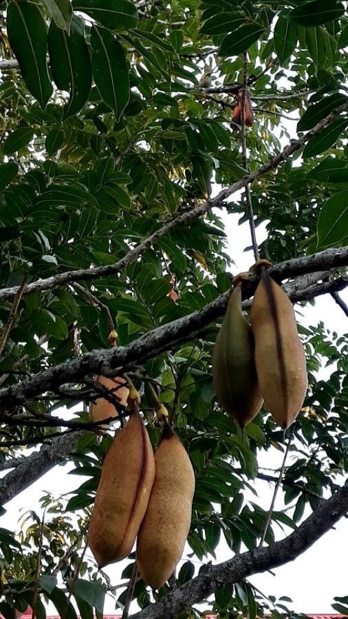 Castanospermum australe fruit