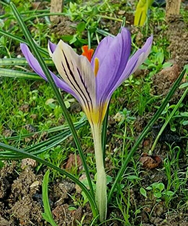 Crocus corsicus — houseplant care guide