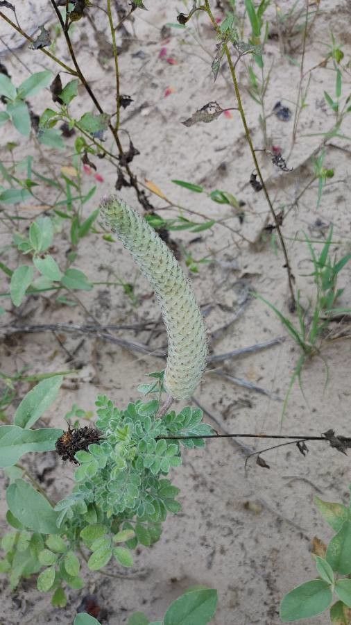Dalea cylindriceps flower