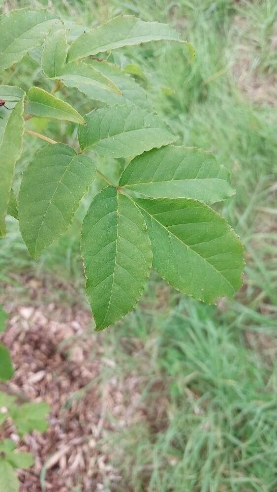 Fraxinus lanuginosa — search result for 'Fraxinus'