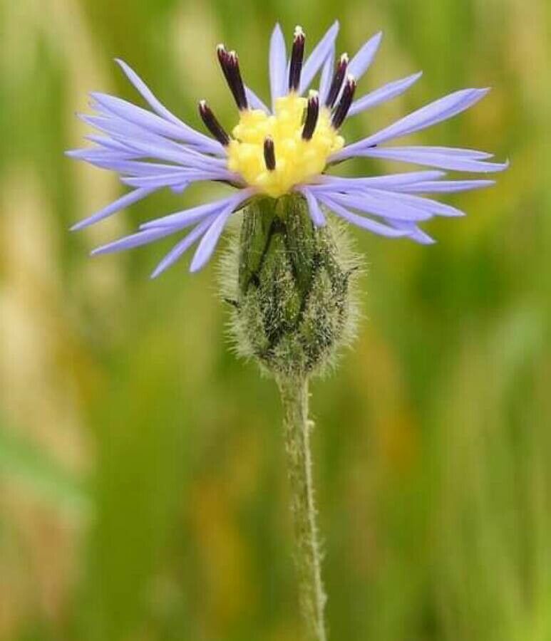 Volutaria crupinoides — related species from the same genus