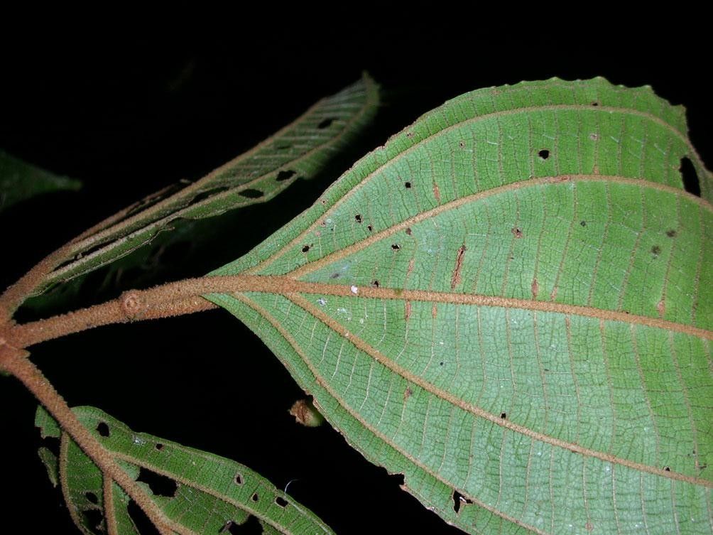 Miconia calocoma leaf