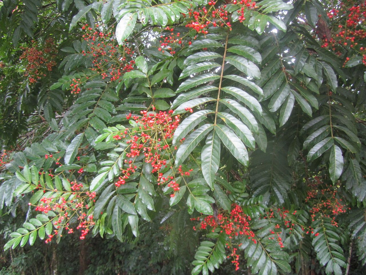 Mosquitoxylum jamaicense — search result for 'Jamaica'
