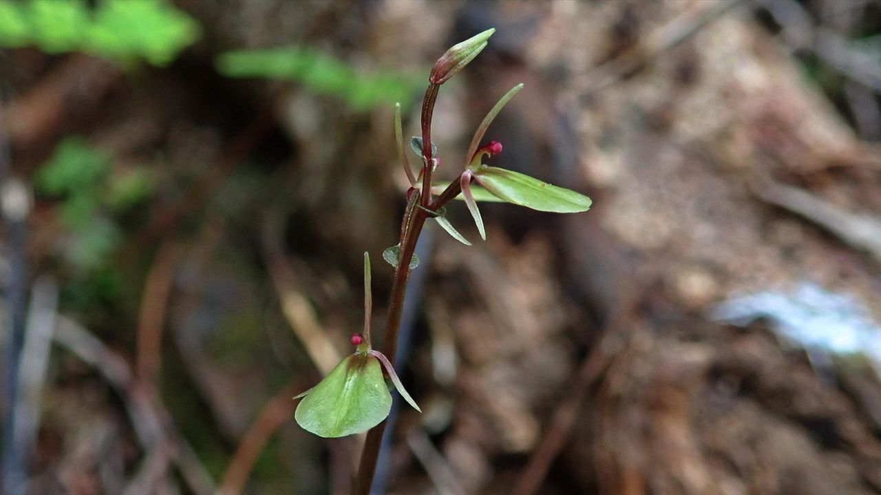 Acianthus confusus — related species from the same genus