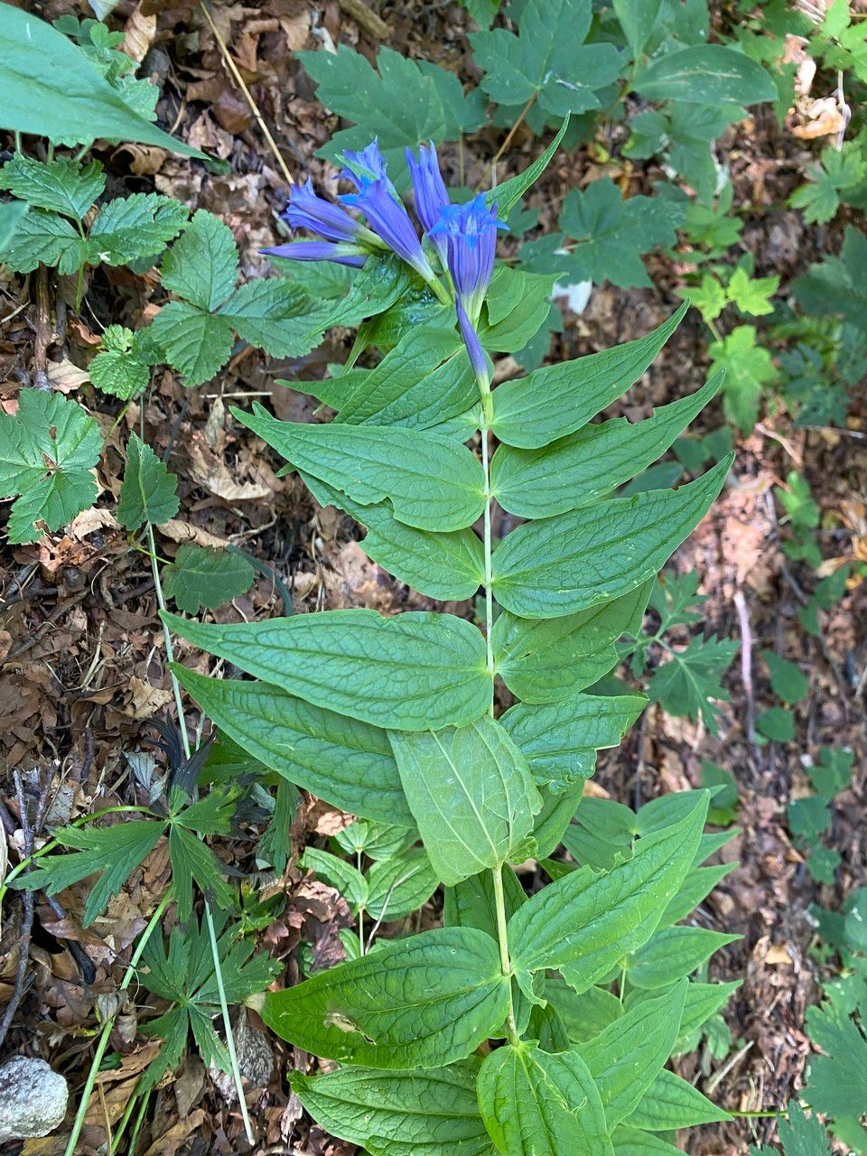 Gentiana asclepiadea leaf