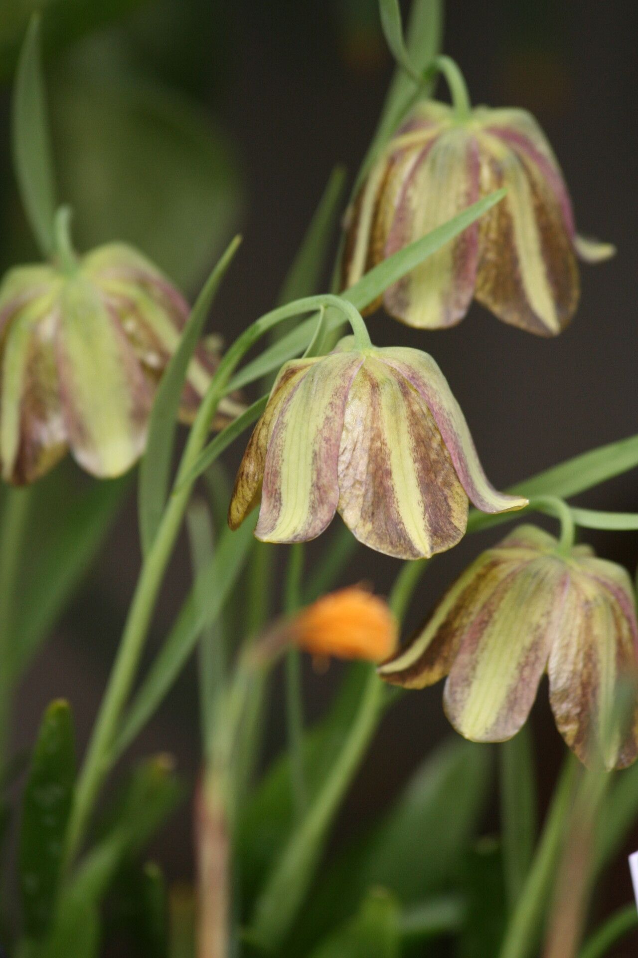 Fritillaria olivieri — search result for 'Fritillaria'