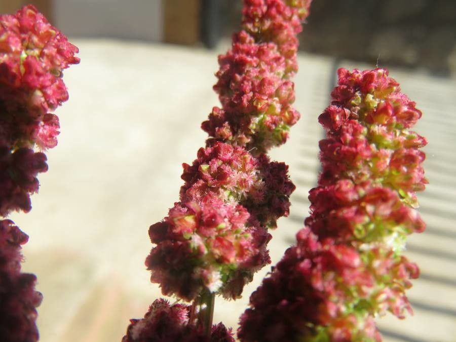 Rumex maricola flower