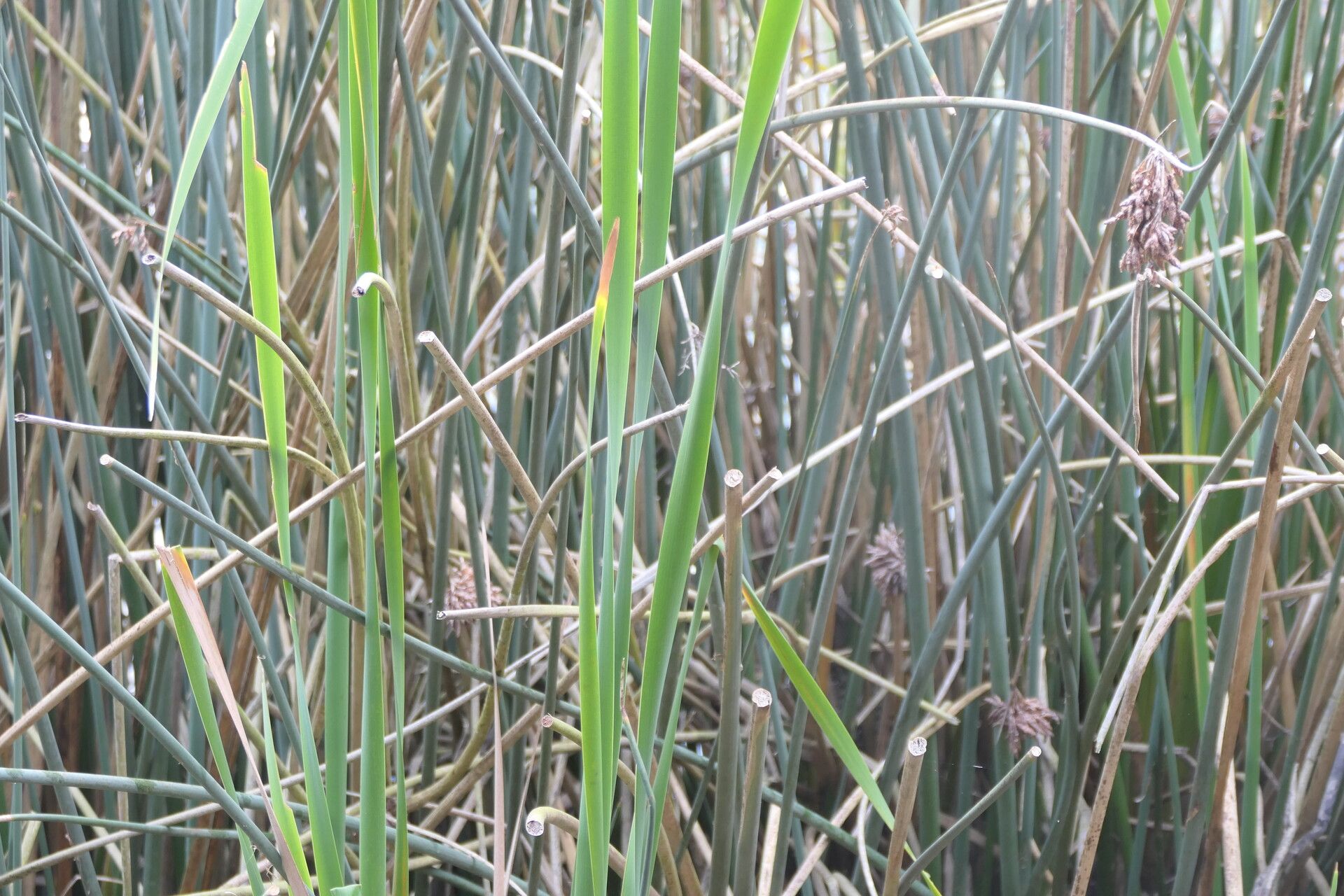 Schoenoplectus scirpoides bark