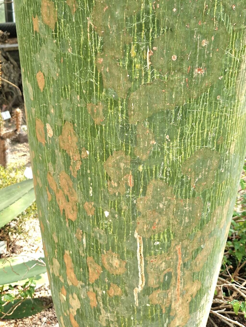 Pachira cubensis bark