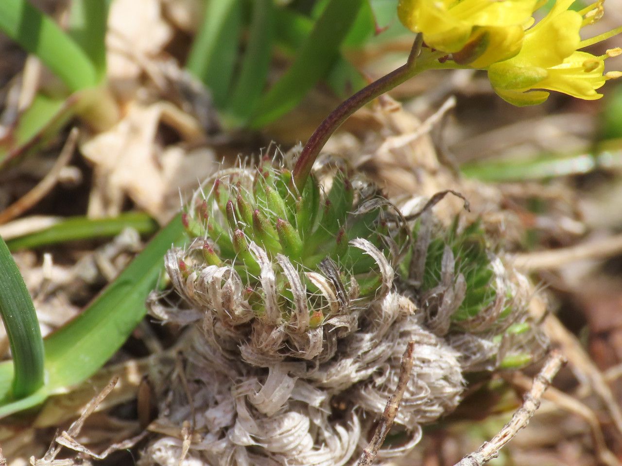 Draba aizoides leaf
