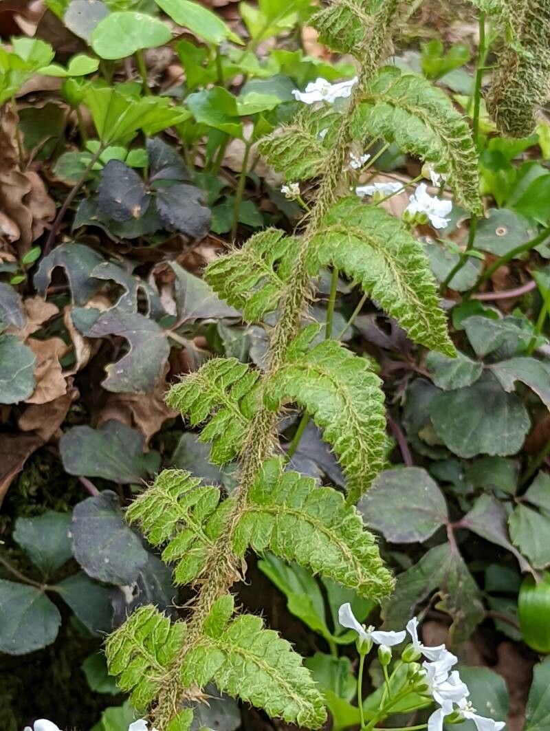 Polystichum braunii leaf