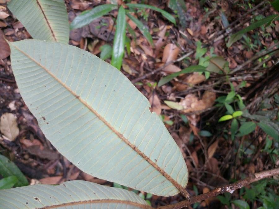 Virola multicostata leaf