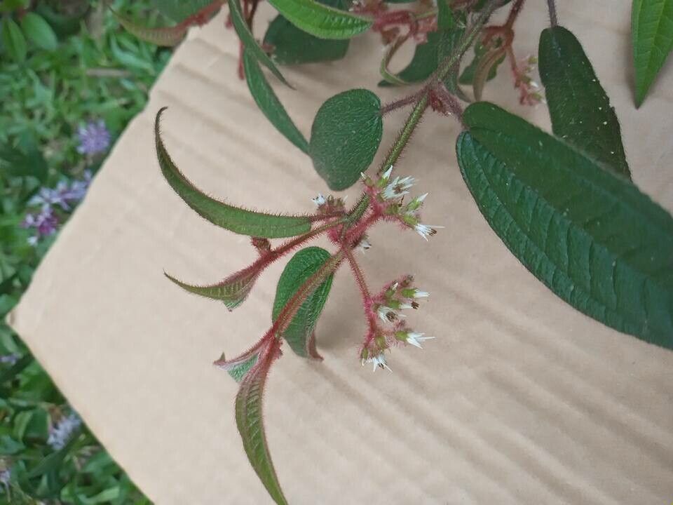 Leandra catharinensis flower