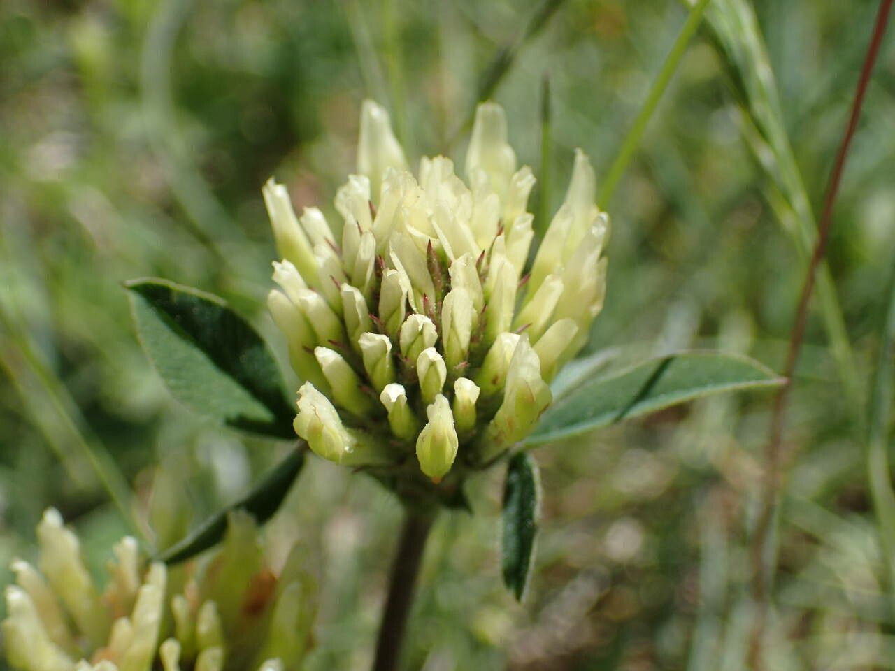 Trifolium ochroleucon flower