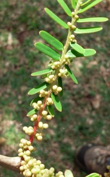 Phyllanthus emblica flower