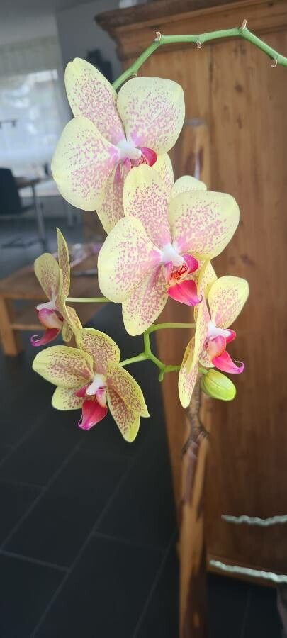 Phalaenopsis spp. fruit