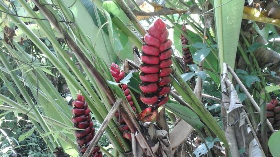 Heliconia imbricata — search result for 'Heliconia'