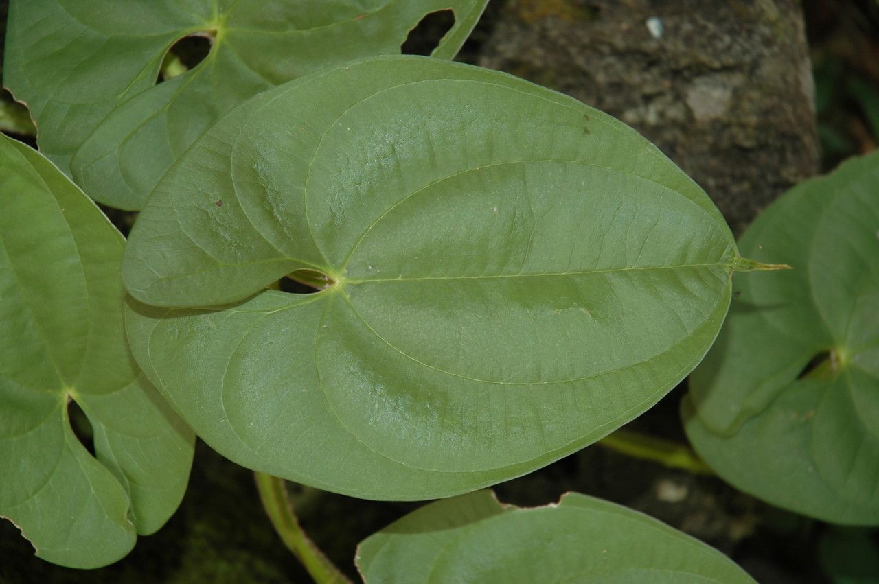 Dioscorea alata leaf