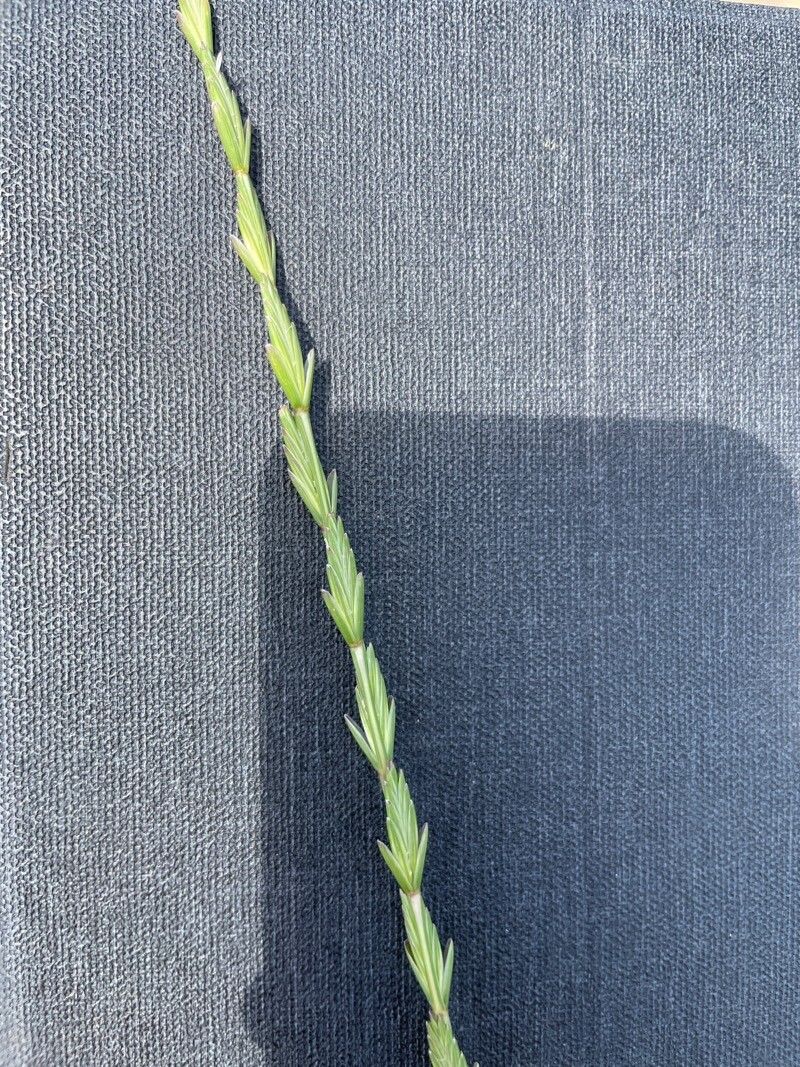 Thinopyrum elongatum — related species from the same genus