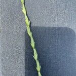 Thinopyrum elongatum