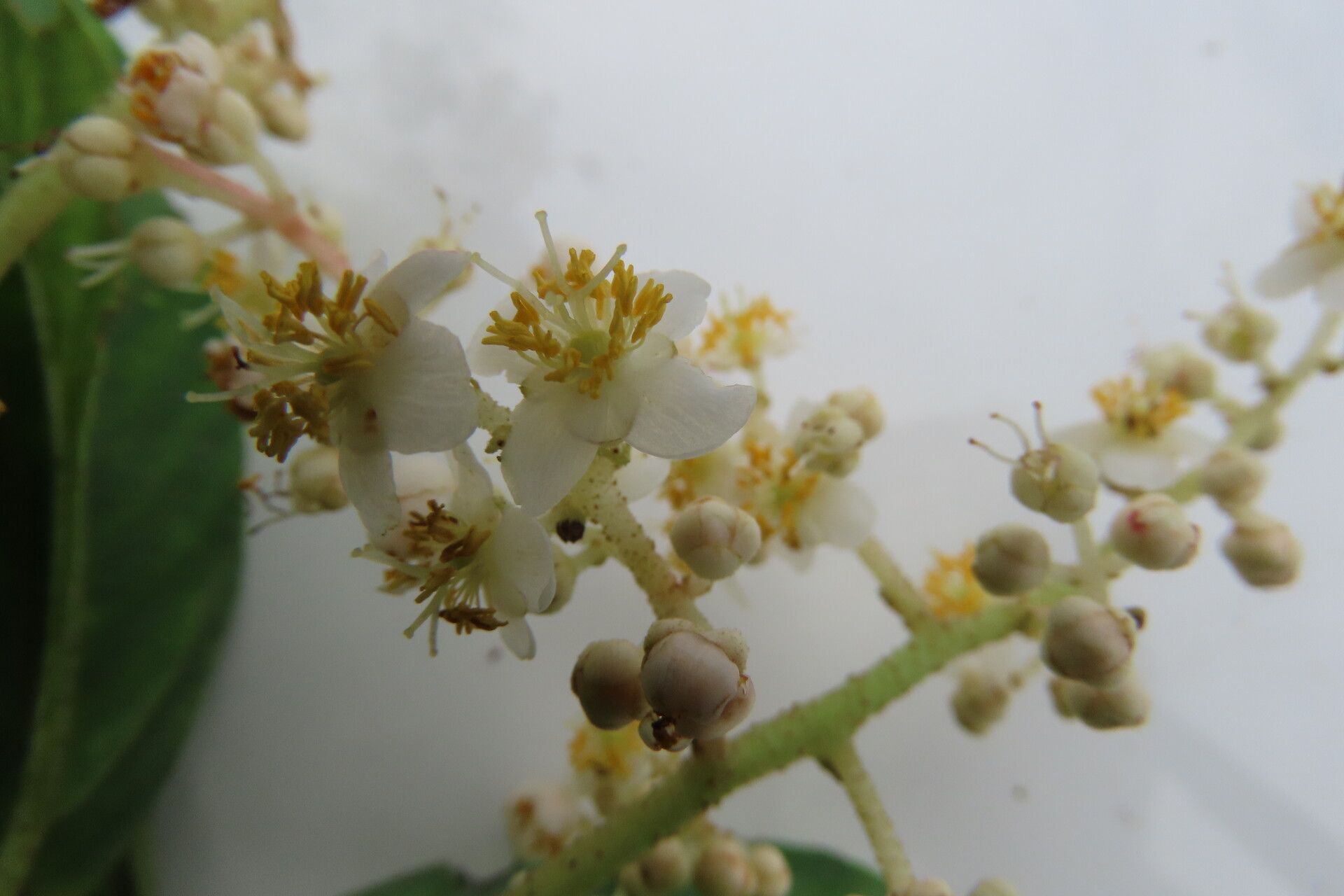 Saurauia yasicae flower