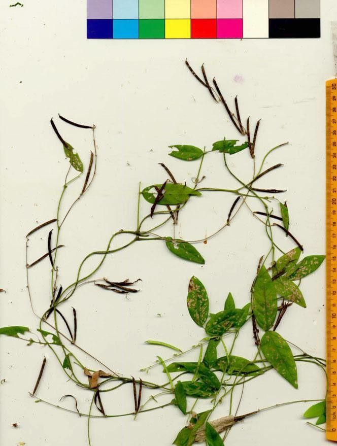 Teramnus volubilis — related species from the same genus