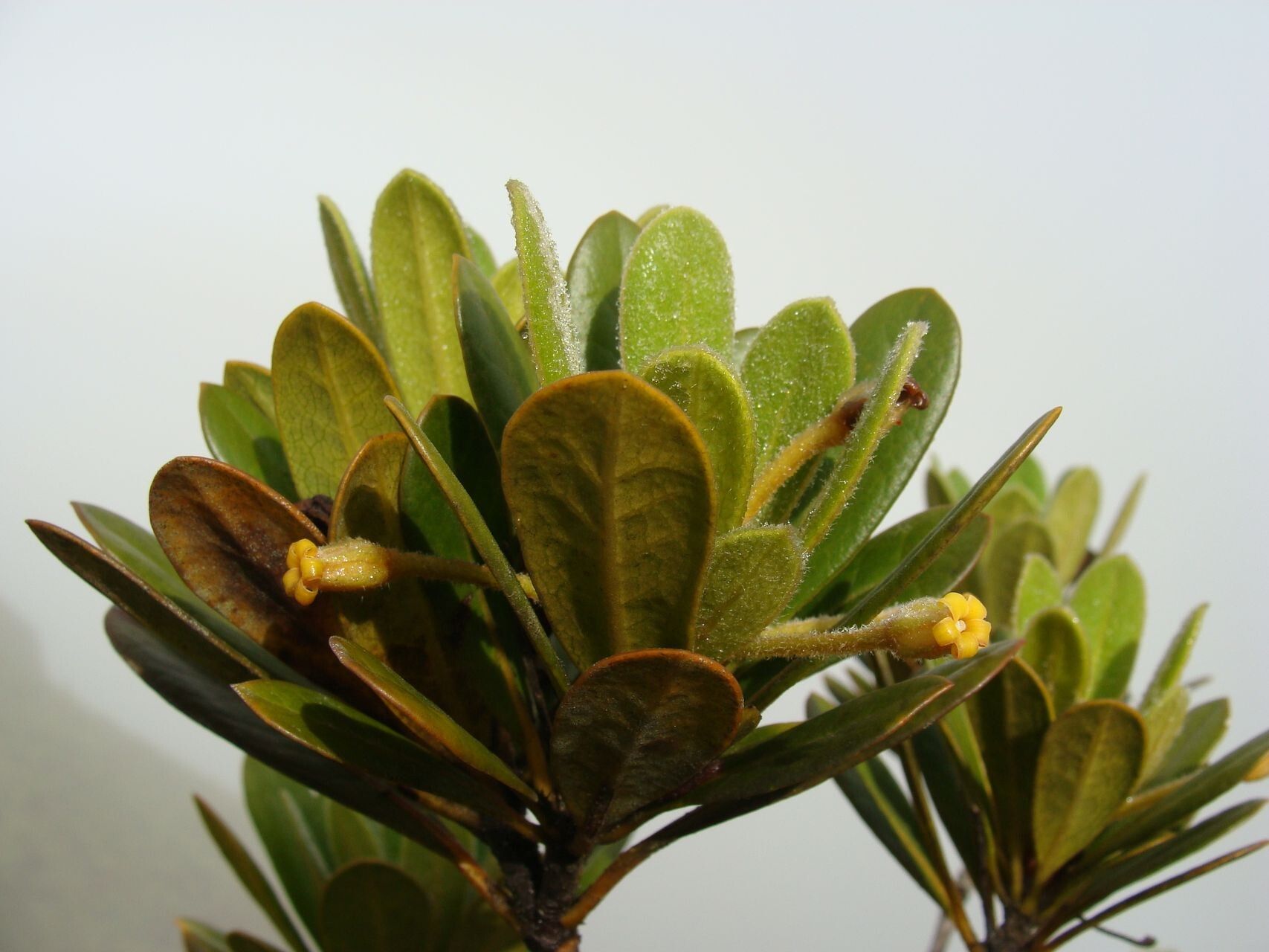 Pittosporum lanipetalum flower