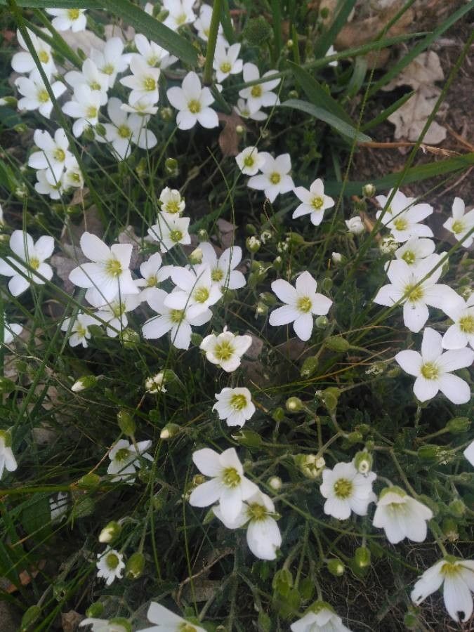 Arenaria montana flower