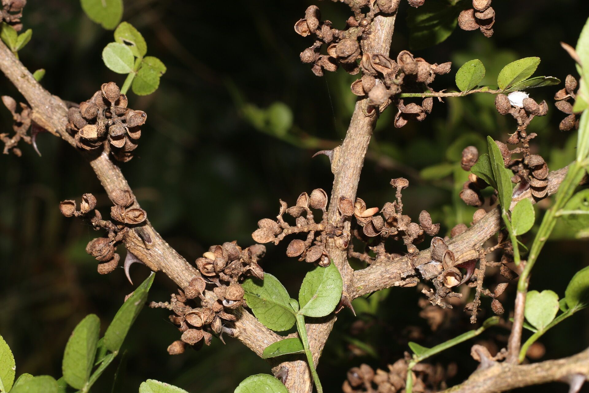 Zanthoxylum limoncello fruit